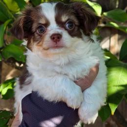 Hank 4300 - Chocolate and white male Chihuahua puppy in Citrus Heights, California from Golden State Chihuahuas
