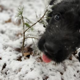 Labradoodle Puppies from Dog Paw Doodles