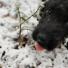 Labradoodle Puppies from Dog Paw Doodles
