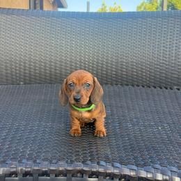 Green collar girl - Red female Dachshund puppy in Modesto, California from The dachshunds