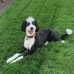 Goldendoodle Puppies from Not Just "Golden" Doodles