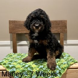 Poodle Puppies from Grandy’s Pretty Poodles