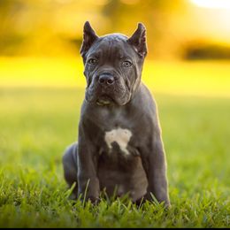 Light Blue - Gray male Cane Corso puppy in Pearland, Texas from Lonestar Corso Kennels