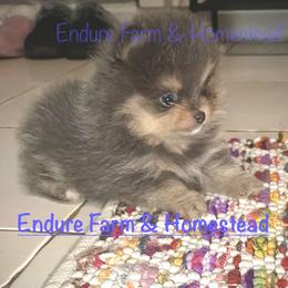Toffee - Tri-colored male Pomeranian puppy in Plantersville, Texas from Endure Farm Inc