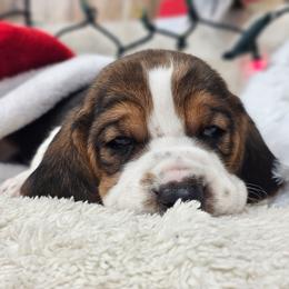 Sprinkle - Black brown and white female Basset Hound puppy in Valley, Washington from Peaceful Valley Paws
