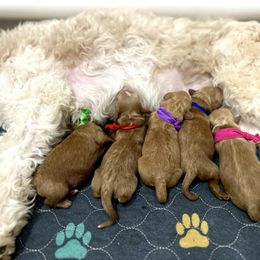 Pink collar - Apricot female Cavapoo puppy in St George, Utah from Picture Perfect Doodles