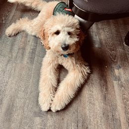 Goldendoodle All Grown Up from Faithfully Yours Doodles