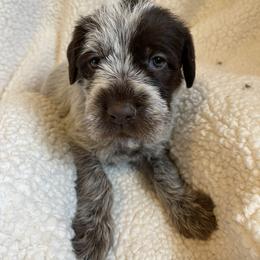 Wirehaired Pointing Griffon Puppies from BradfordWoods Griffons