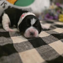 Rosa Parks - Black white and tan female English Springer Spaniel puppy in Cookeville, Tennessee from Krossroads Kennel