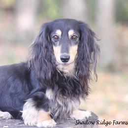 Dawson - Dachshund