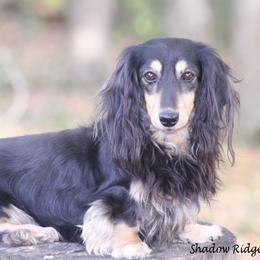 Dawson - Dachshund