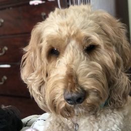 Starla - Goldendoodle