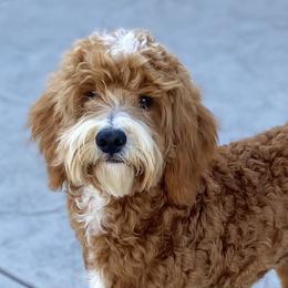 Graham - Goldendoodle
