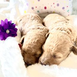 Poodle Puppies from Pet Guardian Smart Kennels, LLC
