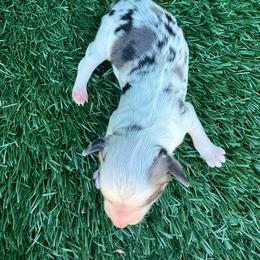 Edmond - Blue merle male Aussiedoodle puppy in Bakersfield, California from Annie's Aussies