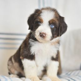 Mario - Red merle male Aussiedoodle puppy in Delta, Colorado from PTK Ranch