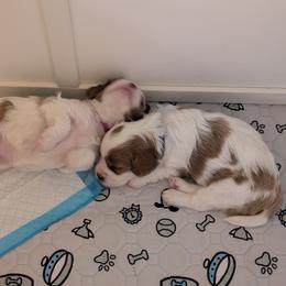 Cavapoo Puppies from Crystal Coast Cavapoodles