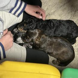 Dachshund Puppies from Dashing Doxie’s
