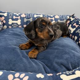 Pink Collar - Dapple female Dachshund puppy in Odessa, Texas from K9 Royal Club