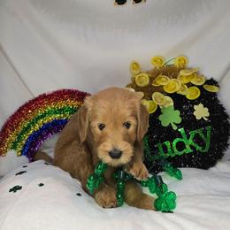 Polly - Apricot female Goldendoodle puppy in Georgetown, Tennessee from Georgetown Designer & Purebred Puppies