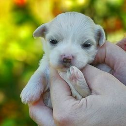 Companion Cross, Maltese, and Maltipoo Puppies from Seeking Shalom Acres Maltese, Maltipoos & Havamalts