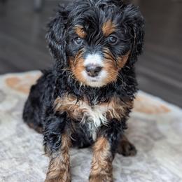 Lime Green - Tri-color female Bernedoodle puppy in Connecticut from Valley View Doodles