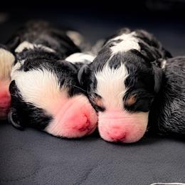 Bernedoodle puppies from Country Creek Doodles