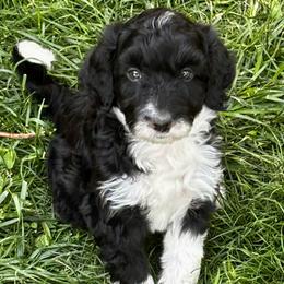 Black and White Female - Black and white female Aussiedoodle puppy in Parma, Idaho from Arena Valley Acres