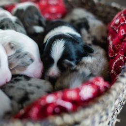 Miniature American Shepherds and Miniature Australian Shepherds from Carrie's Mini Aussies
