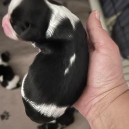 Snickerdoodle - Tri-color female Cavalier King Charles Spaniel puppy in Avalon Beach, Florida from Cavaliers of Avalon