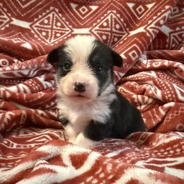 Pembroke Welsh Corgi Puppies from S7 Corgis and Chaos