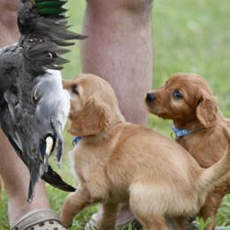 Golden Retriever Puppies from Ivy League Golden Retrievers