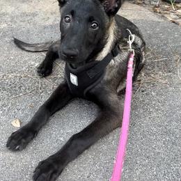 Belgian Malinois and German Shepherd Puppies from Laeknir K9