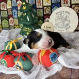 Bellatrix - Black tri-color female Australian Shepherd puppy in Fredericksburg, Virginia from Cooper Ridge Aussies