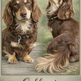 Oak - Dachshund