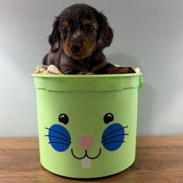 Mocha (Zina) - Dapple female Dachshund puppy in Live Oak, Florida from Johnson’s Weiner Farm