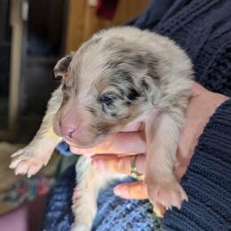 Link - Blue merle male Australian Shepherd puppy in Woodinville, Washington from Cornerstone Australian Shepherds