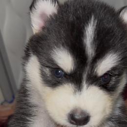 Azurielle - Sable and white female Siberian Husky puppy in Richland, Mississippi from Feazell’s Siberian Huskies
