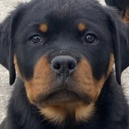 Border Collies and Rottweilers from KJB Kennels