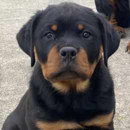 Border Collies and Rottweilers from KJB Kennels