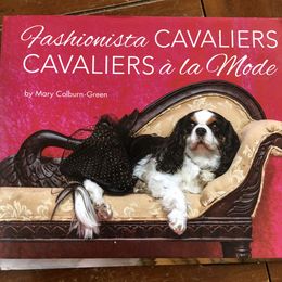 Cavalier King Charles Spaniel Puppies from Cavalier Kisses