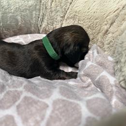 Rune - Black and cream male Dachshund puppy in Proctor, Montana from Blue Star Dachshunds