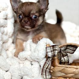 Anastasia 7550 - Chocolate sabled fawn female Chihuahua puppy in Beaumont, Texas from Down south pups