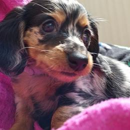 Dachshund Puppies from Angelic Doxies
