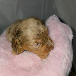 Biscotti - Fawn (Isabella) male Dachshund puppy in Arthur, Illinois from Dachs and Poms