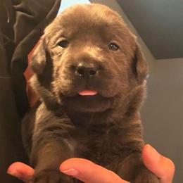 Red- Charcoal Female - Charcoal female Dilute Retriever puppy in Marion, Illinois from Summer Lovin’ Labradors of Southern Illinois