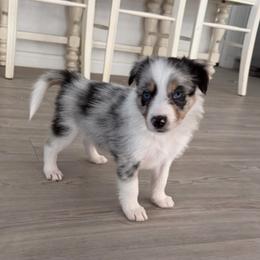 Beau - Blue merle male Border Collie puppy in Seguin, Texas from Geronimo Creek Border Collies
