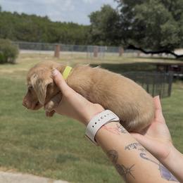 Chocolate Based Longhair Cream Male (light green collar) - Cream male Dachshund puppy in Killeen, Texas from Southern Dachshunds