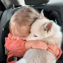 Siberian Husky Puppies from Marsh Creek Huskies