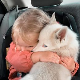 Siberian Husky Puppies from Marsh Creek Huskies